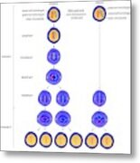 Meiosis And Mitosis #1 Metal Print