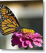 Monarch Butterfly Drinking On A Pink Zinnia #1 Metal Print