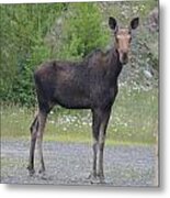 Moose #1 Metal Print