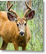 Mule Deer Buck #1 Metal Print