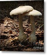 Mushrooms #1 Metal Print