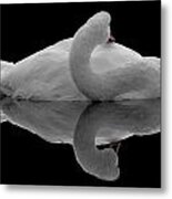 Mute Swan #1 Metal Print