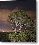 Night Photo Of A Tree #1 Metal Print