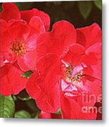 Old-fashioned Roses Metal Print