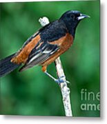 Orchard Oriole Icterus Spurius Adult #1 Metal Print