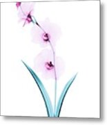 Orchid Flowers #1 Metal Print