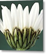 Ox-eye Daisy #1 Metal Print