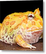 Pac Man Frog Ceratophrys #1 Metal Print