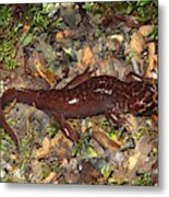 Pacific Giant Salamander Metal Print