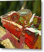 Panther Chameleon Male Madagascar #1 Metal Print