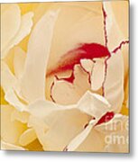 Peony #2 Metal Print