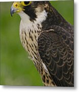 Peregrine Falcon Portrait Ecuador #1 Metal Print