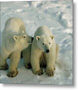 Polar Bears #1 Metal Print