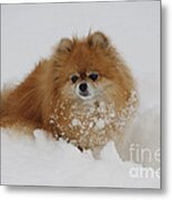 Pomeranian In Snow #1 Metal Print