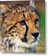 Portrait Of A Cheetah Cub #1 Metal Print