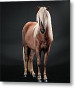 Portrait Of Icelandic Horse, Iceland #1 Metal Print