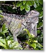 Posing Iguana #1 Metal Print