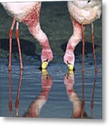 Puna Flamingo Feeding In Laguna #1 Metal Print