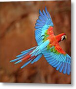 Red And Green Macaw Flying #1 Metal Print