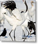 Red-crowned Crane Dance #2 Metal Print