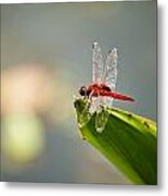 Red Dragonfly #1 Metal Print