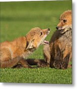 Red Fox Kits #2 Metal Print