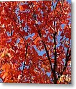 Red Leaves Of Autumn Metal Print