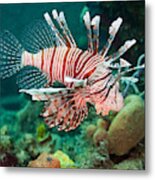 Red Lionfish #1 Metal Print