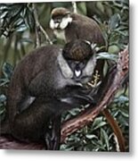 Red-tailed Monkey Cercopithecus Ascanius #1 Metal Print