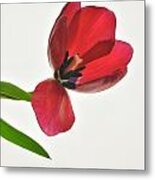 Red Transparent Tulip #1 Metal Print