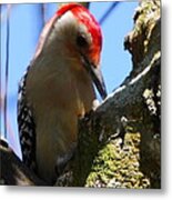 Redbellied Woodpecker #1 Metal Print
