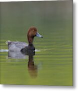 Redhead Duck In Small Marsh Pond #1 Metal Print