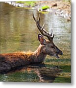 Refreshing 3. Male Deer In The Pampelmousse Botanical Garden. Mauritius #1 Metal Print