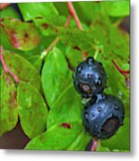 Ripe Huckleberries In A Light Rain #1 Metal Print