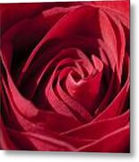 Rose Red #1 Metal Print