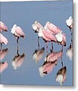 Roseate Spoonbills And Reflections Metal Print