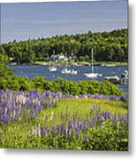 Round Pond Lupine Flowers On The Coast Of Maine #1 Metal Print