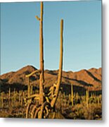 Saguaro Cactus #1 Metal Print