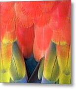 Scarlet Macaw Plumage #1 Metal Print