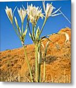 Sea Daffodil #1 Metal Print