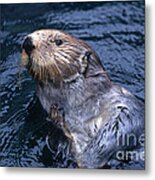 Sea Otter #1 Metal Print