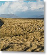 Sheep Hide Among Dune Grass At West #1 Metal Print