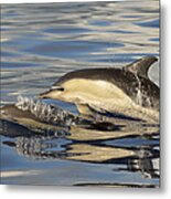 Short-beaked Common Dolphins Azores #1 Metal Print