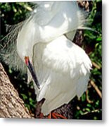 Snowy Egret In Breeding Plumage #1 Metal Print
