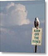 Snowy Owl Hampton Bays New York #1 Metal Print