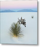 Soaptree Yucca Yucca Elata In Dawn #1 Metal Print