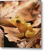Solomon Island Leaf Frog #1 Metal Print