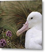 Southern Royal Albatross On Nest #1 Metal Print