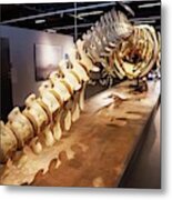 Sperm Whale Skeleton Display #1 Metal Print