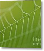 Spider Web With Dew Drops  #1 Metal Print